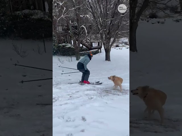 ⁣Rare Georgia snow enjoyed by skiers and dogs #Shorts