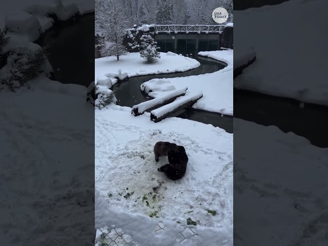 ⁣Video shows bears having playful wrestling match in the snow #Shorts