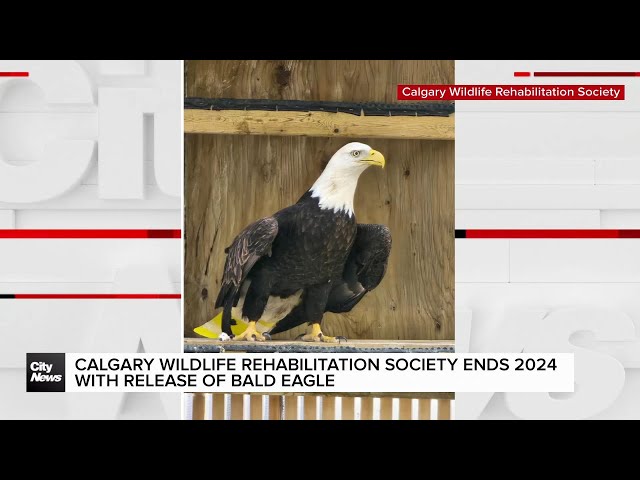 ⁣Calgary Wildfire rehabilitation society releases bald eagle