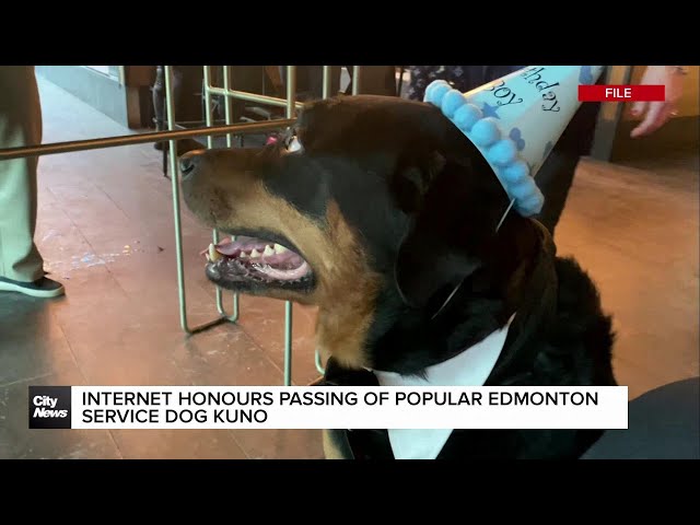 ⁣Internet honours passing of popular Edmonton service dog Kuno