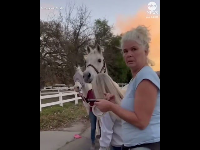 ⁣Horses evacuated from path of Kenneth Fire in California