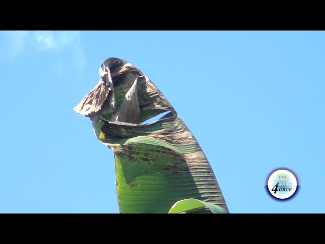 ⁣FARMERS WORRY BANANA OIL SHORTAGE COULD HAMPER LEAF SPOT DISEASE BATTLE