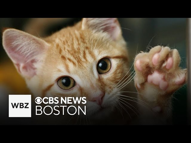 ⁣Cat declawing is now banned in Massachusetts