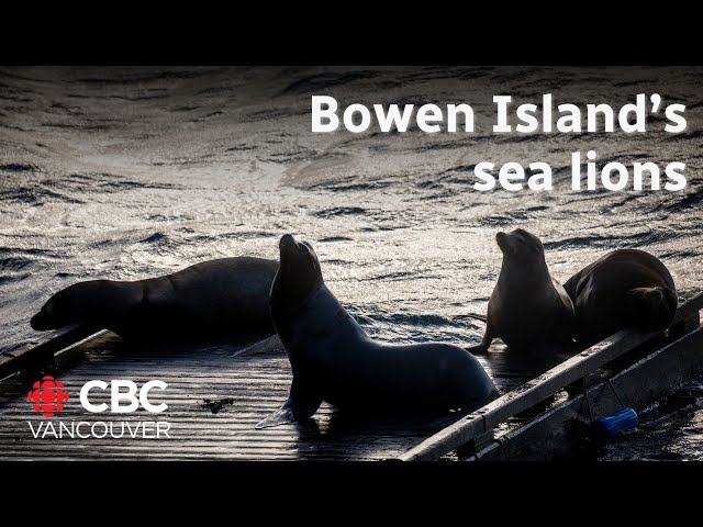 ⁣Barking sea lions keep Bowen Island residents up at night