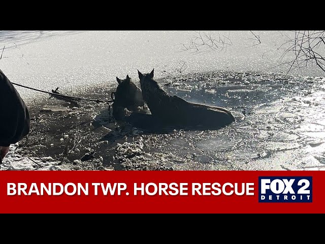 ⁣First responders save two horses from frozen pond in Brandon Township