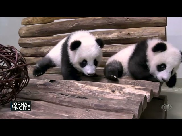 ⁣Filhotes de panda são a nova atração do Zoológico de Berlim