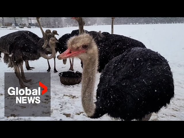 ⁣Ostrich farm fights mandatory cull of entire herd after several birds test positive for avian flu