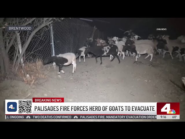 ⁣Palisades Fire forces herd of goats to be evacuated from Brentwood