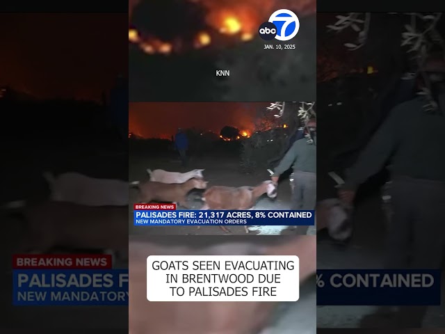 ⁣Goats seen evacuating in Brentwood due to Palisades Fire