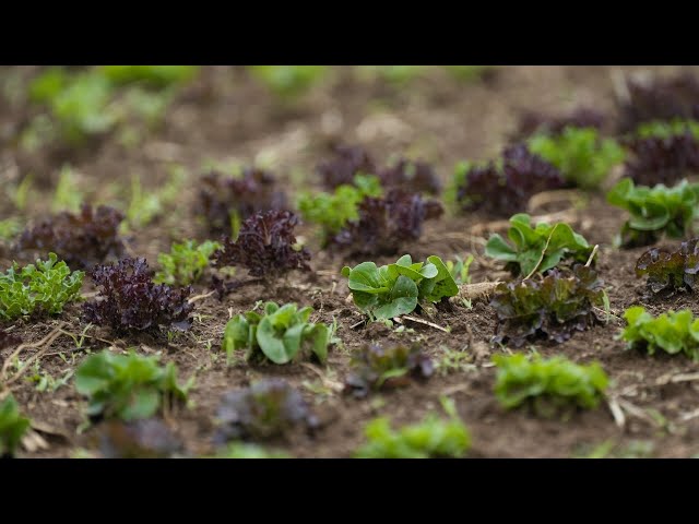 ⁣Sustainable vertical farm prototype hailed as future of farming