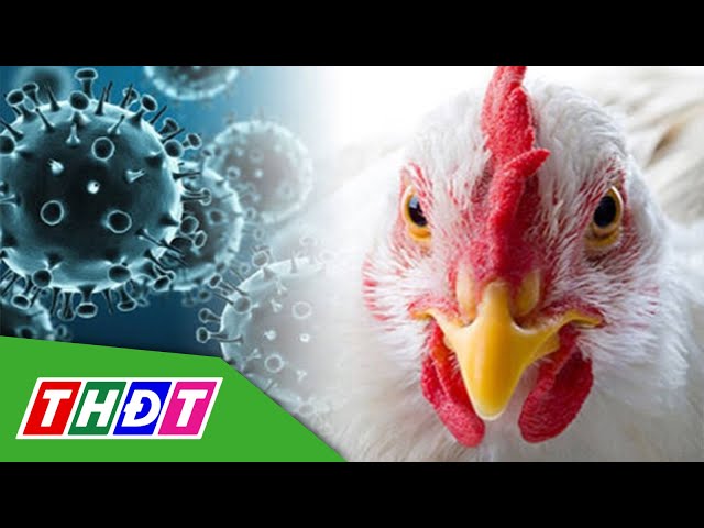 ⁣Campuchia có ca tử vong đầu tiên do cúm gia cầm H5N1 | THDT