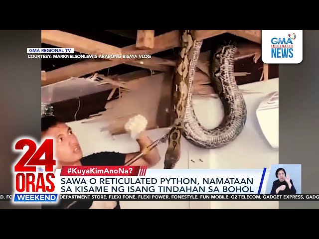 ⁣Sawa o reticulated python, namataan sa kisame ng isang tindahan sa Bohol | 24 Oras Weekend