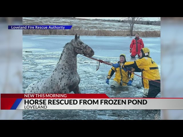 ⁣Loveland firefighters rescue horse from frozen pond