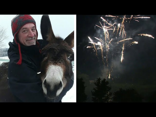 ⁣Nova Scotia man calls for fireworks ban in after death of beloved donkey