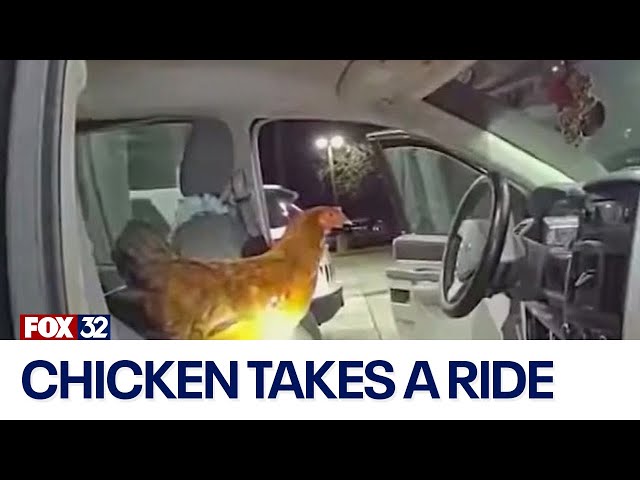 ⁣Chicken breaks into woman's car at Florida gas station