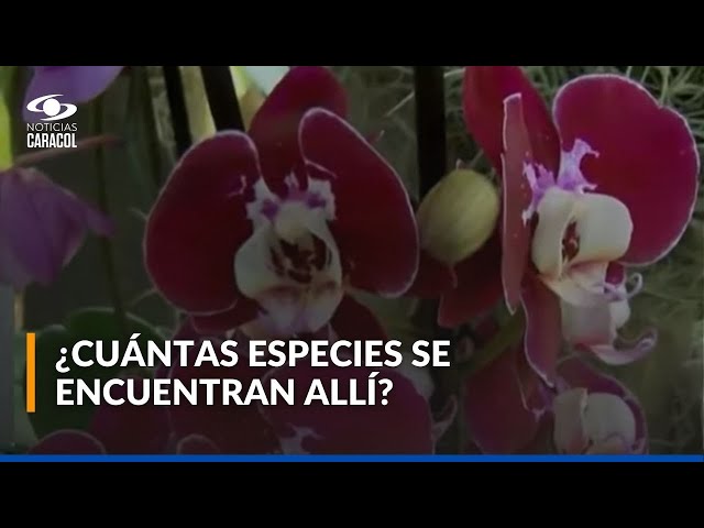 ⁣Mariposas y orquídeas, atractivo principal de especial lugar en Boyacá