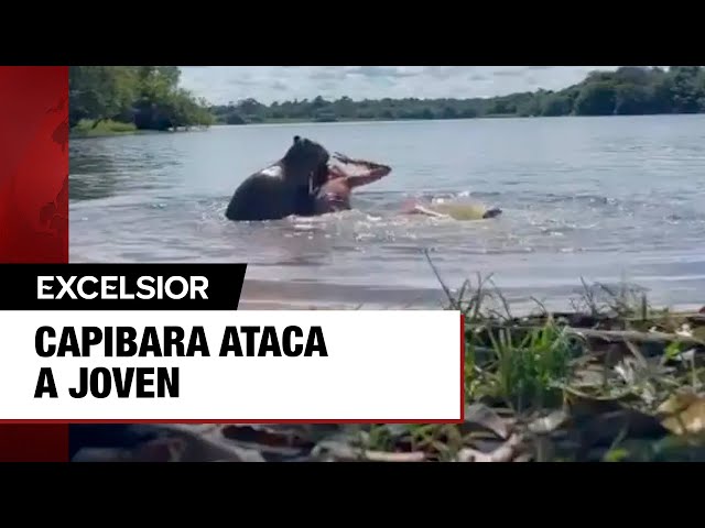 ⁣Capibara ataca a joven; video se viraliza y genera alarma