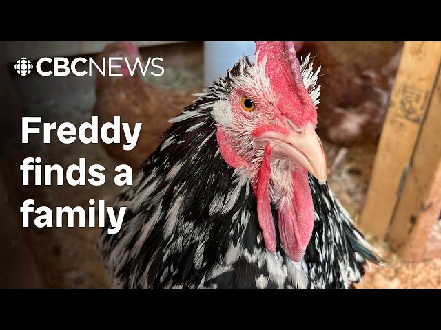 ⁣Rescued rooster enjoying new life on farm west of Montreal