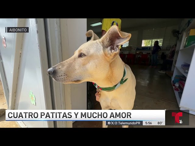 ⁣Estudiantes de escuela Montessori en Aibonito adoptan a Lunita