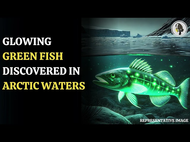 ⁣Glowing Green Alien-Like Fish Discovered Near Greenland Coast | WION Podcast