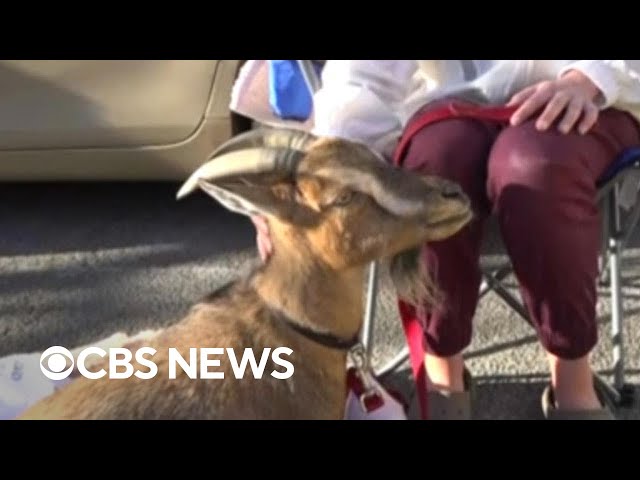 ⁣Los Angeles area evacuees share their stories amid devastating wildfires