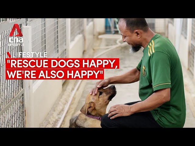 ⁣Meet the 2 Bangladeshi workers caring for rescue dogs at a Singapore shelter