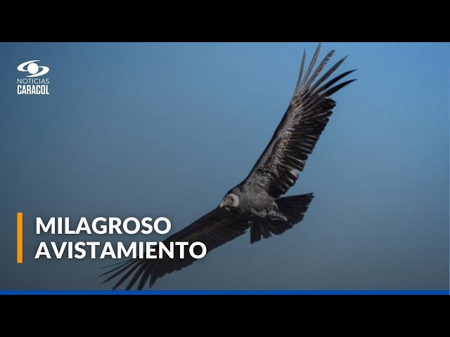 ⁣Cóndor andino fue avistado en Parque Nacional Natural El Cocuy