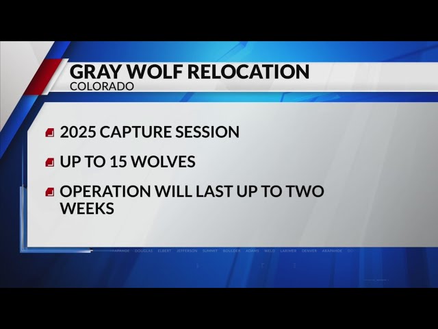 ⁣CPW begins gray wolf capture operations in British Columbia