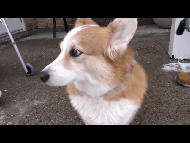 ⁣Famous Corgi rescues injured owner during routine walk