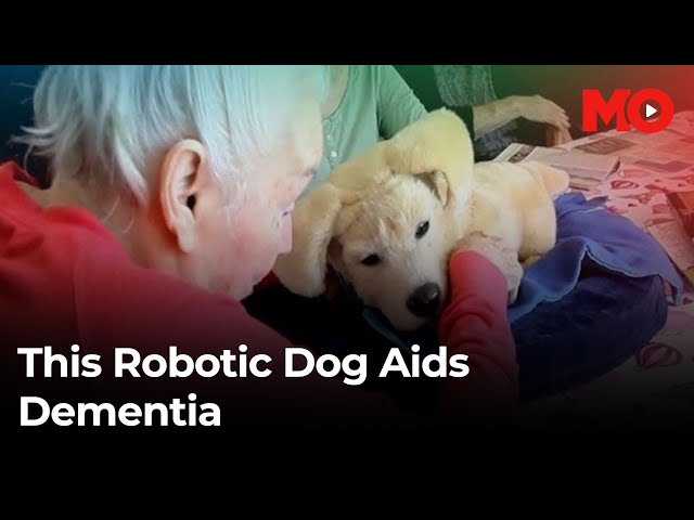 ⁣Jennie The Robot Dog: A New Companion For Dementia Patients | India Today