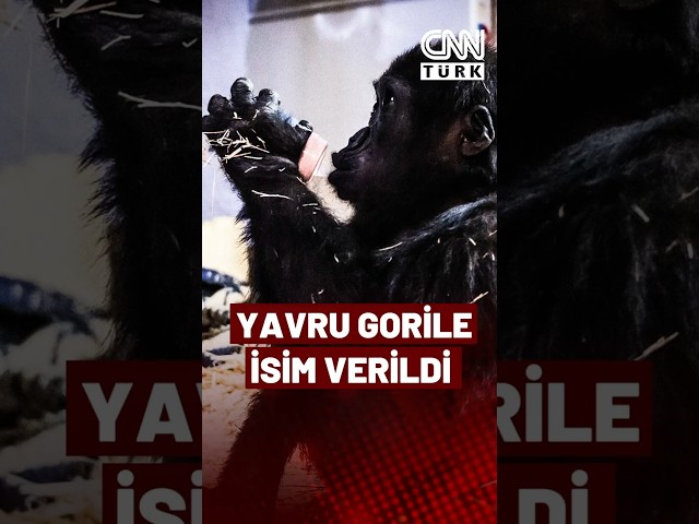 ⁣Nesli Tükenmekte Olan Hayvan Kutuya Hapsedilmişti! Yavru Gorilin İsmi "Zeytin" Oldu