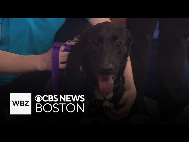 ⁣Friendly pets from Save A Dog Sudbury looking for new homes