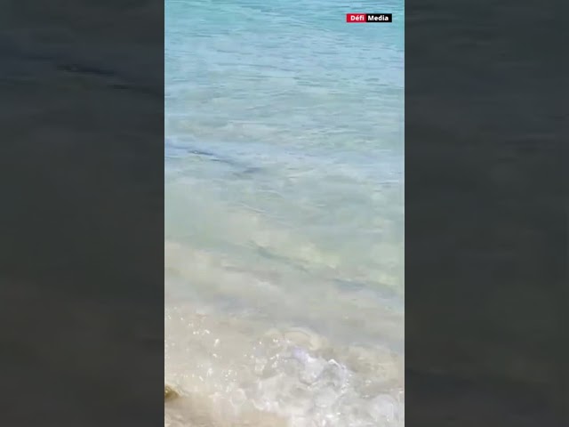 ⁣Flic-en-Flac : un bébé requin aperçu dans le lagon, la police appelle à la vigilance