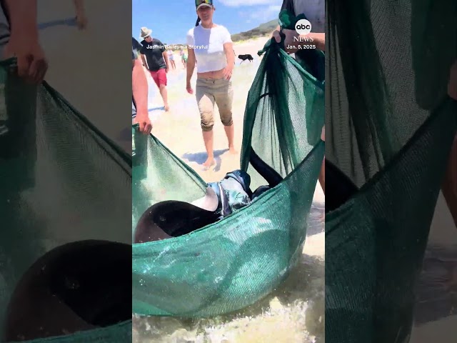 ⁣Community rescues stranded stingray in Australia