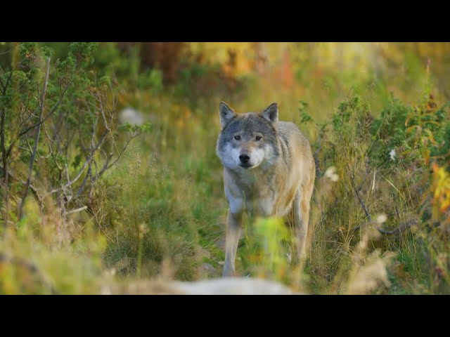 ⁣Wildlife officials work to capture 10 to 15 wolves to bring to Colorado