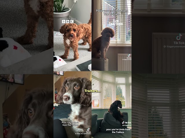 ⁣Fans film their beloved pets doing the iconic Linda head turn