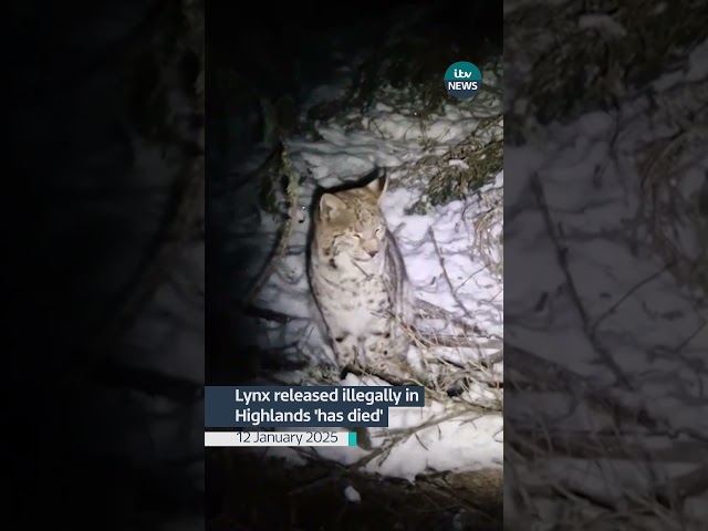 ⁣Lynx released illegally in Highlands 'has died', keepers say #itvnews news