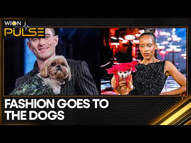 ⁣New York: Dog Fashion Show Recreated The Best Celebrity Looks Of 2024 | WION Pulse