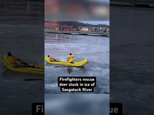 ⁣Firefighters rescue deer stuck in ice of Saugatuck River in Connecticut