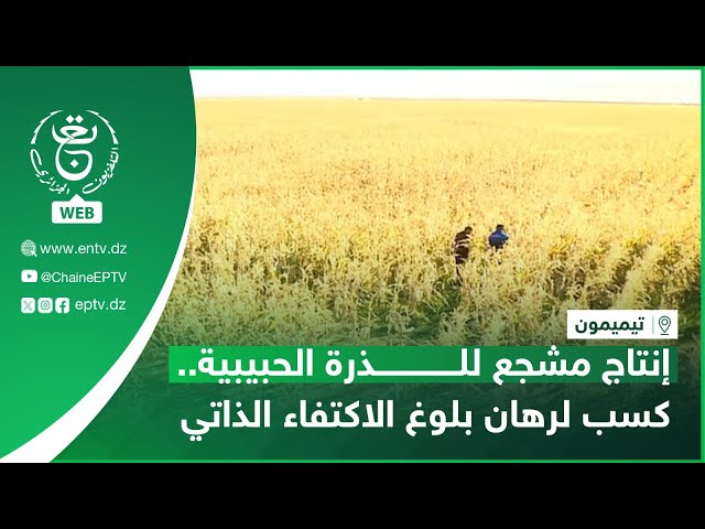 تيميمون | إنتاج مشجع للذرة الحبيبية.. كسب لرهان بلوغ الاكتفاء الذاتي