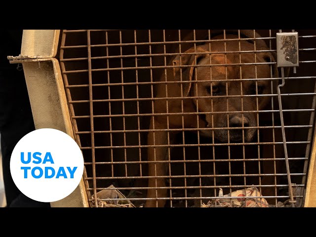 ⁣California wildfires: Over 400 animals rescued so far | USA TODAY