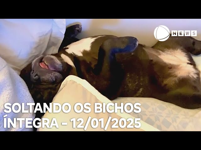 ⁣Soltando os Bichos - 12/01/2025