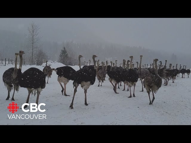 ⁣Hundreds of B.C. ostriches ordered culled over avian flu: CFIA