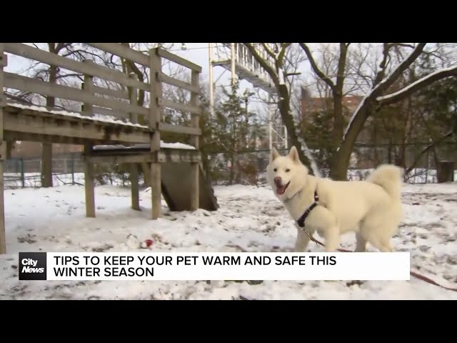 ⁣Tips to keep your pet warm and safe this winter season