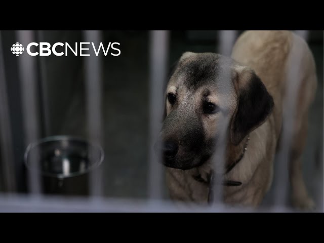 ⁣Pasadena Humane takes in hundreds of animals displaced by wildfires