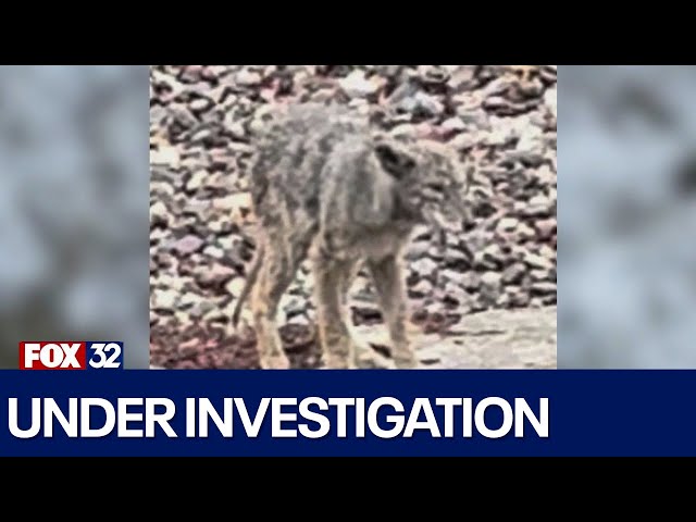 Coyote torture incident under investigation in Mount Greenwood