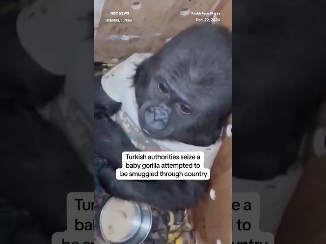 ⁣Turkish authorities seize a baby gorilla attempted to be smuggled through country