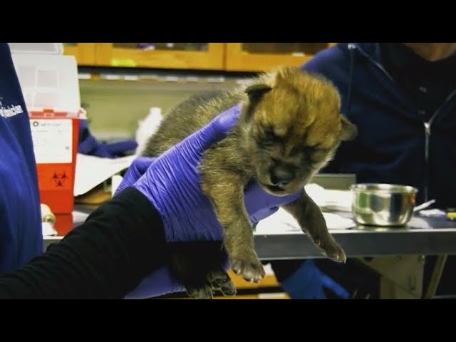 ⁣Endangered Mexican wolf pups begin journey back to the wild