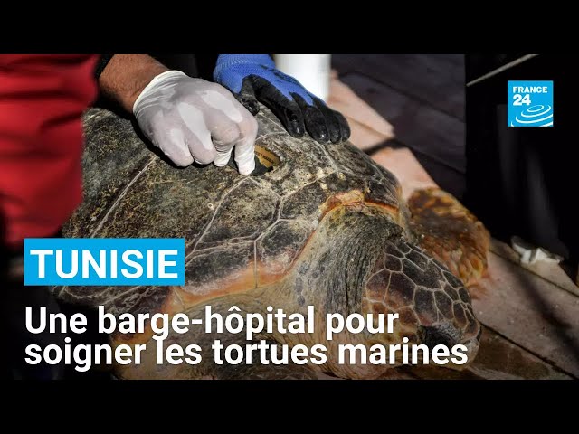 ⁣Tunisie : une barge-hôpital pour soigner les tortues marines protégées • FRANCE 24