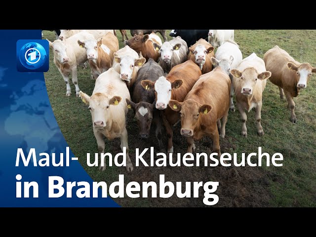 ⁣Maul- und Klauenseuche: Ausbruch in Brandenburg